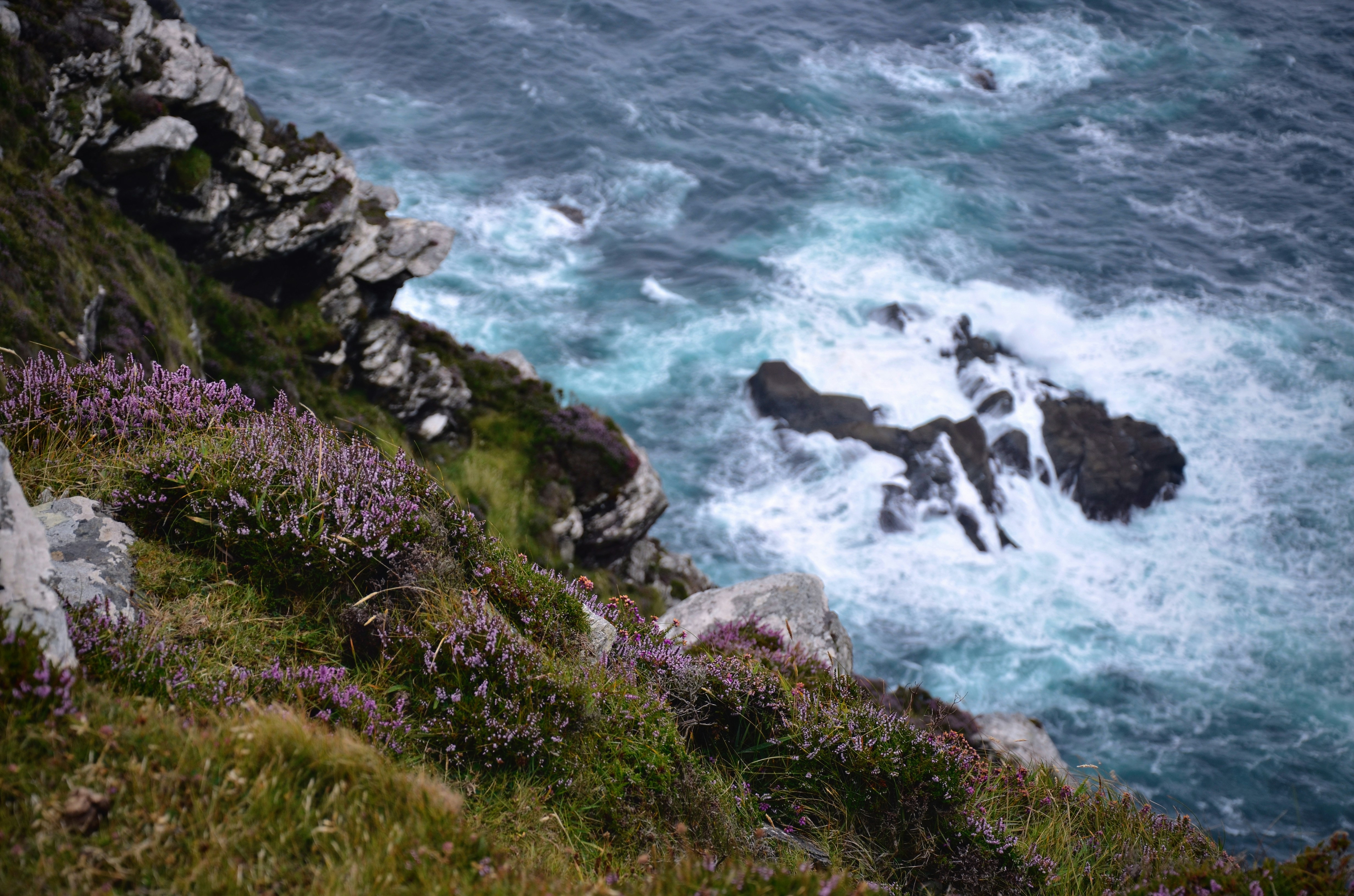 Heather growing among rocky cliffs by the sea