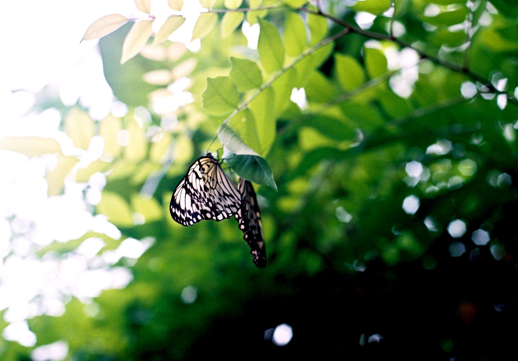 Butterfly emerging from a cocoon